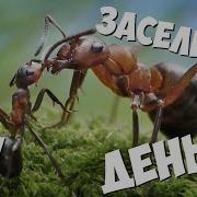 Муравьиная Ферма 1 Обзор И Заселение День 1
