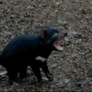 Tasmanian Devil