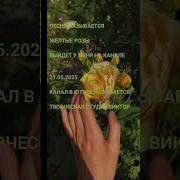 Песня О Желтых Цветах