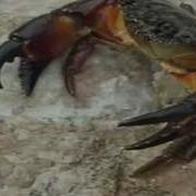 Развивающее Видео Для Детей От Года Обитатели Моря
