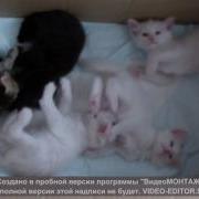 Котята Турецкая Ангора П К Султан Паша