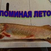 Охота На Крокодила Со Спиннингом На Средней Волге