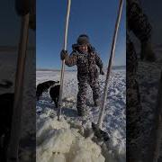 Коровы Идут На Водопой