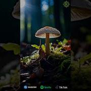 Музыка Для Рингтона Без Слов