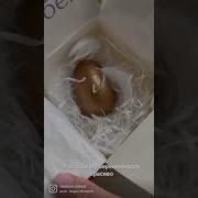 Сообщение О Беременности