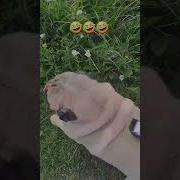 Ой Хозяйка Как Хорошо Что Ты Выбрала Именно Меня