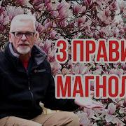 Я Цветок Магнолия
