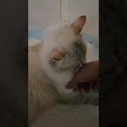 Лёлик Помогите