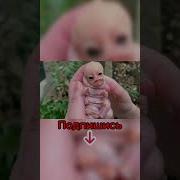 Радужные Собаки Стали Монстрами