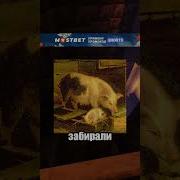 Украинское Сало Мем