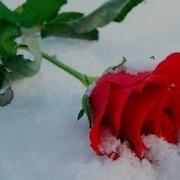 Роза На Снегу Николай Замковец