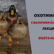 Охотана Утку Рассказ