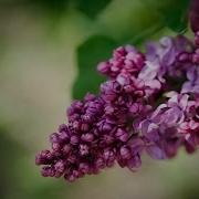 Ирина Курдакова Фестивальная
