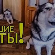 Маламут Поёт