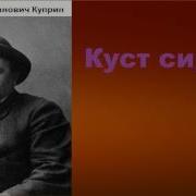 Куст Стрени Под Окном
