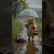 Talk The Cat And Owl