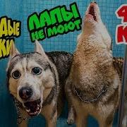Гордие Хаски Лапи Не Моют