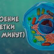 Клетка Структурная Единица Организма