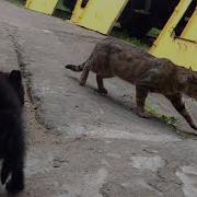 Котёнок Обосрался От Вида Кота