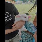 咬兔子白兔子女孩系列