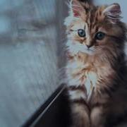 Рок Острова Котенок Самый Лучший В Мире