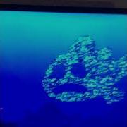 Dory Flashbackattack