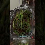 Песни Лучшие Про Сво