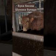 Бука Бокиш Сирлари