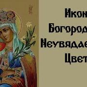 Акафист Неувядаемый Цвет