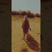 تزاوج الحيوانات تزاوج الحمير