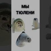Я Тюлень Ты Тюлень Мы Тюлени И Нам Лень