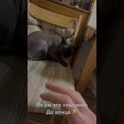 Кот Сфинкс Злой
