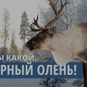 Вот Ты Какой Северный Олень