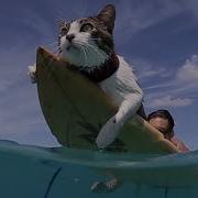 Surfer Cat