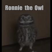 Talk The Cat And Owl