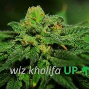 Wiz Khalifa Up