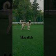 Maşaallah Diyelim
