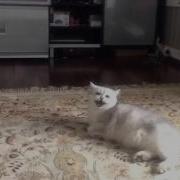 Котик Кричит Ура