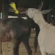 تزاوج الحمير من الخيول