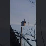 Весеннее Пение Скворца