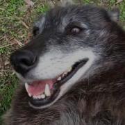 Happywolf