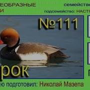 Красноголовая Чернеть Голос