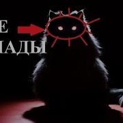 Мысық Көздері Неге Жанады