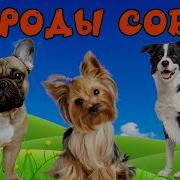 Аудиокнига Про Собак Для Детей