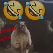 Как Кричит Барсук В Горах