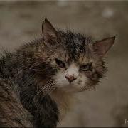 Песня Про Кота Валерий Фадеев