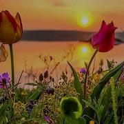 Bassoon Concerto In F Major Rv 485 I Allegro Non Molto Alberto Grazzi