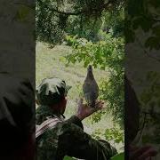 Модкабки Шикори