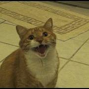 Shortest Video On Youtube Mylo The Cat