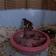 Певчие Птицы Репел Щегол Чечетка